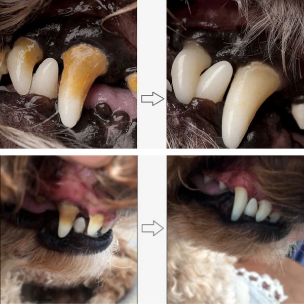 Caneta de Cuidado Dental | PetBrush - Bom Hálito